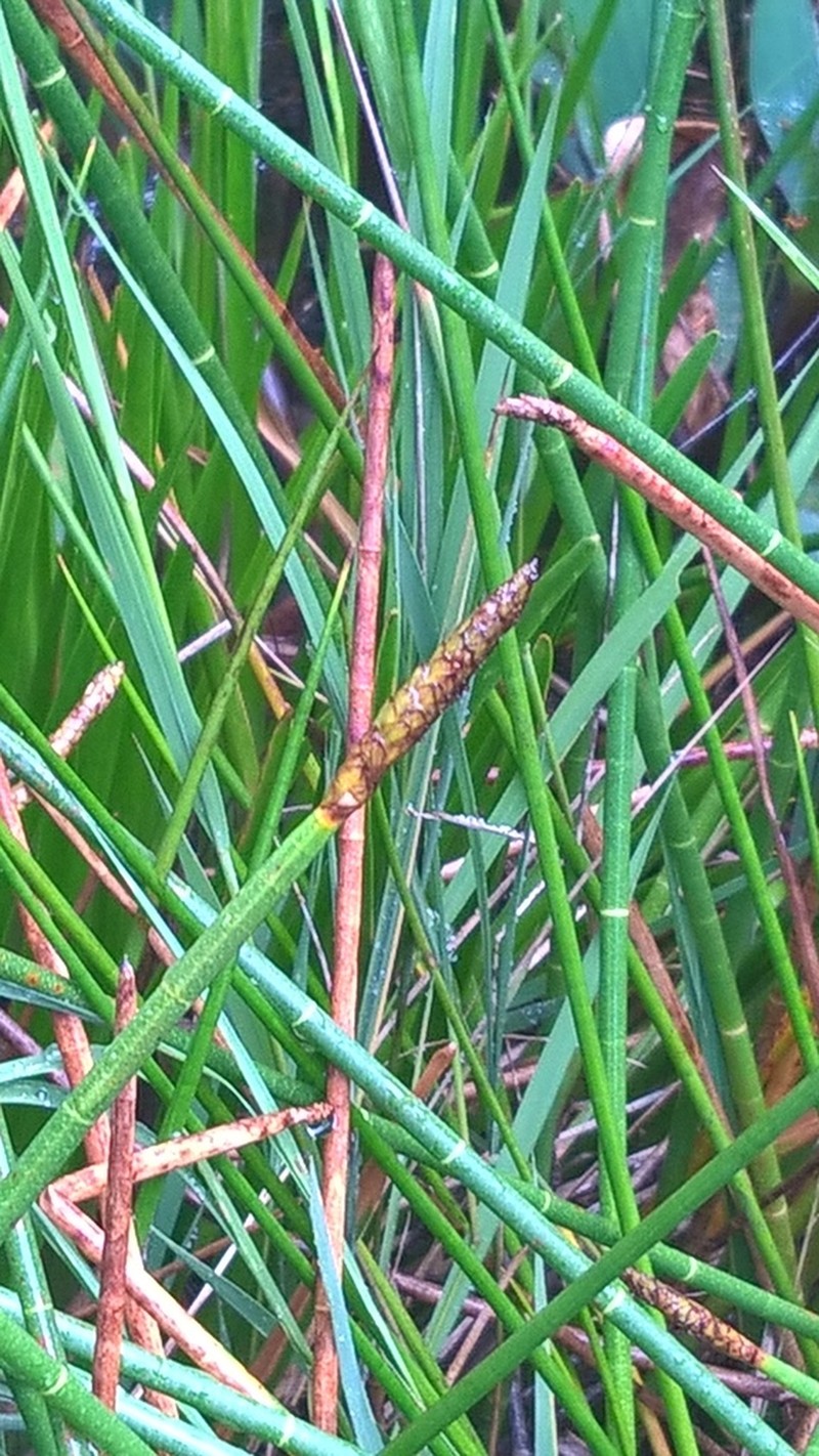 Jointed Spikesedge photo 4
