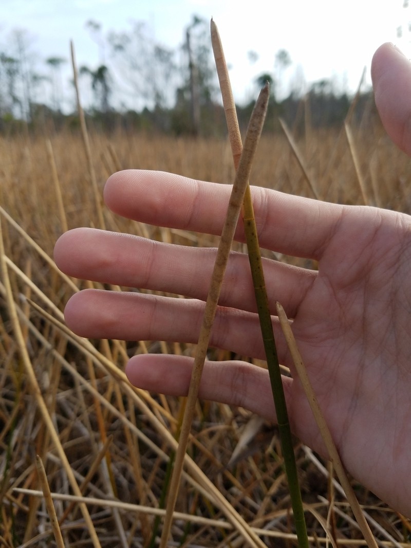 Jointed Spikesedge photo 5