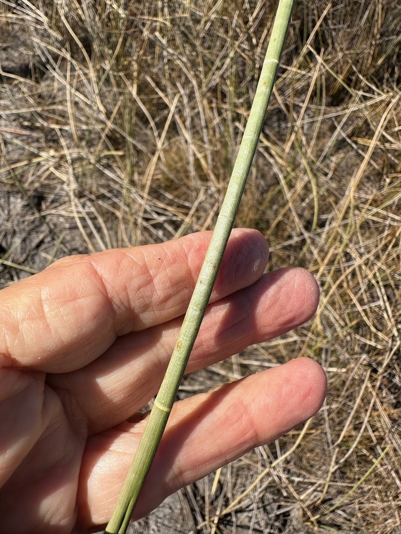 Jointed Spikesedge photo 6