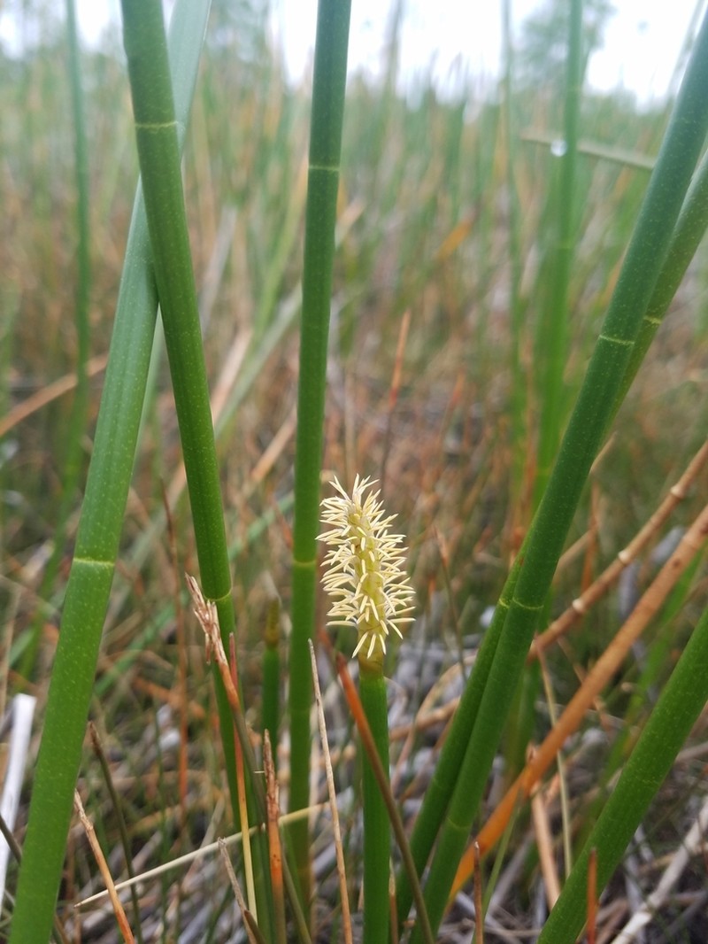 Jointed Spikesedge photo 7