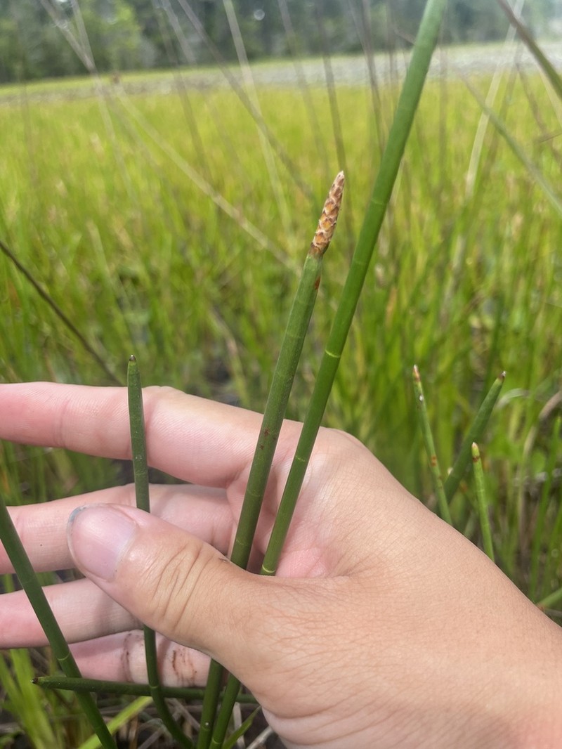 Jointed Spikesedge photo 8