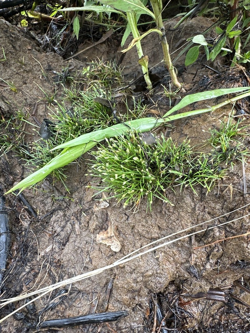 Rooted Spikerush