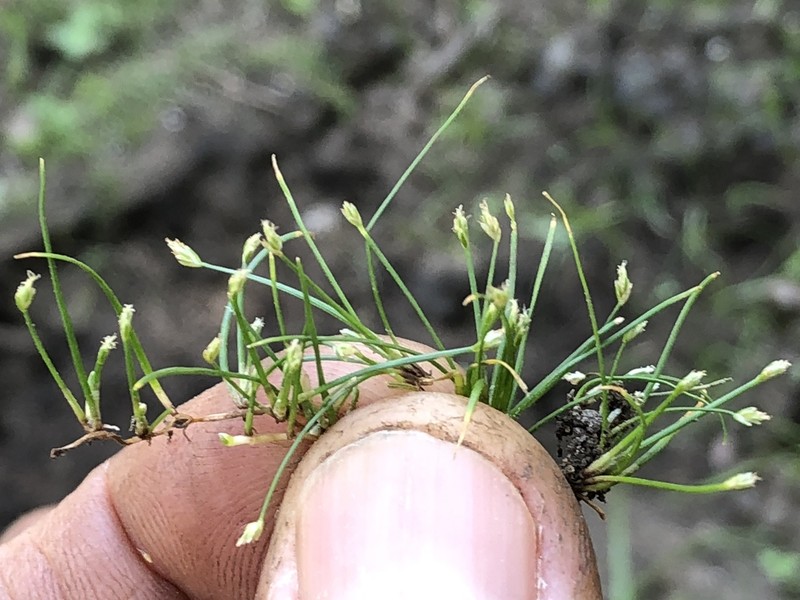 Rooted Spikerush photo 2