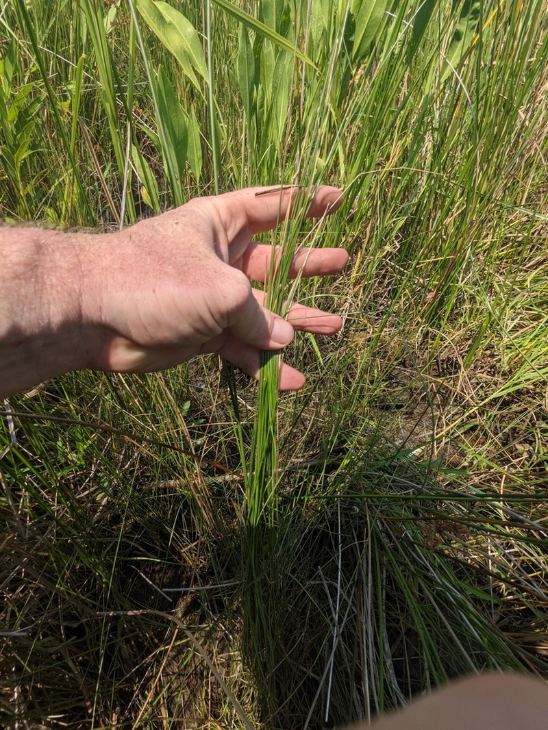 Creeping Spikerush