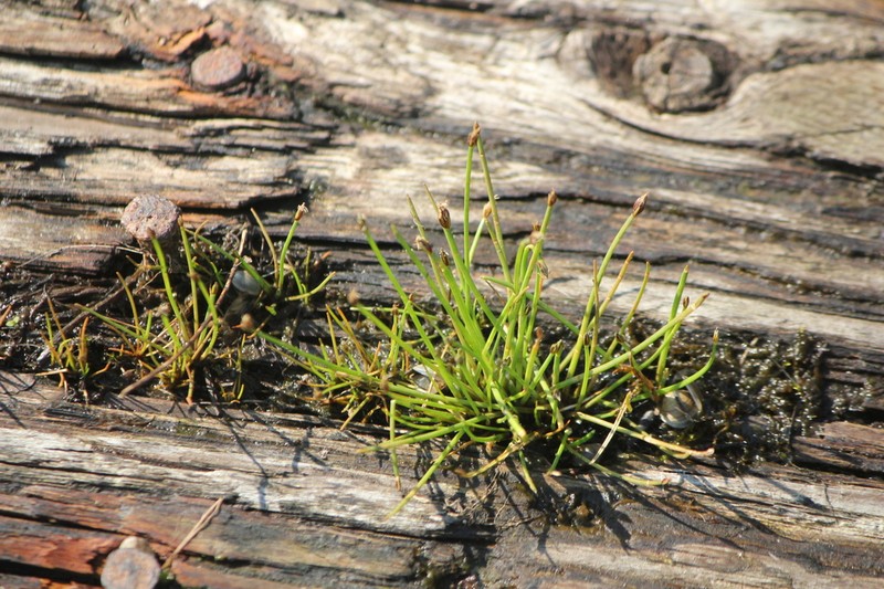 Yellow Spikerush