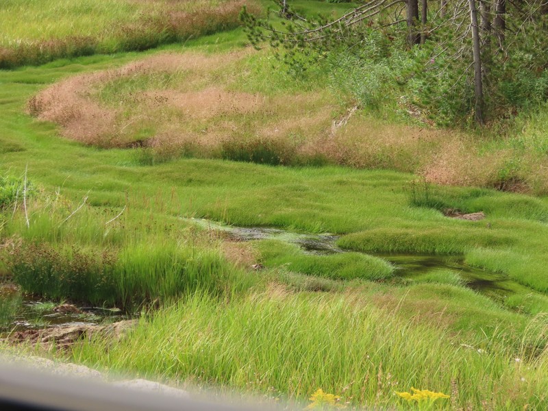 Eleocharis flavescens var. flavescens