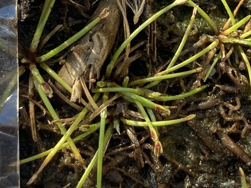 Eleocharis flavescens var. flavescens photo 2