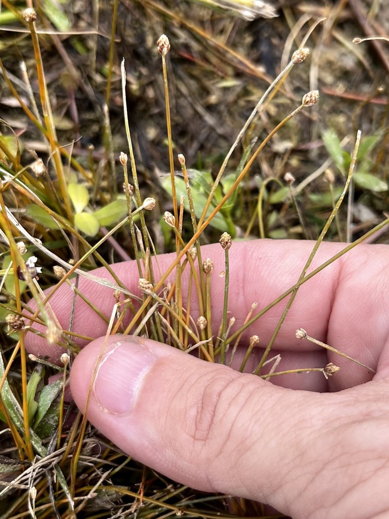 Eleocharis flavescens var. flavescens photo 3