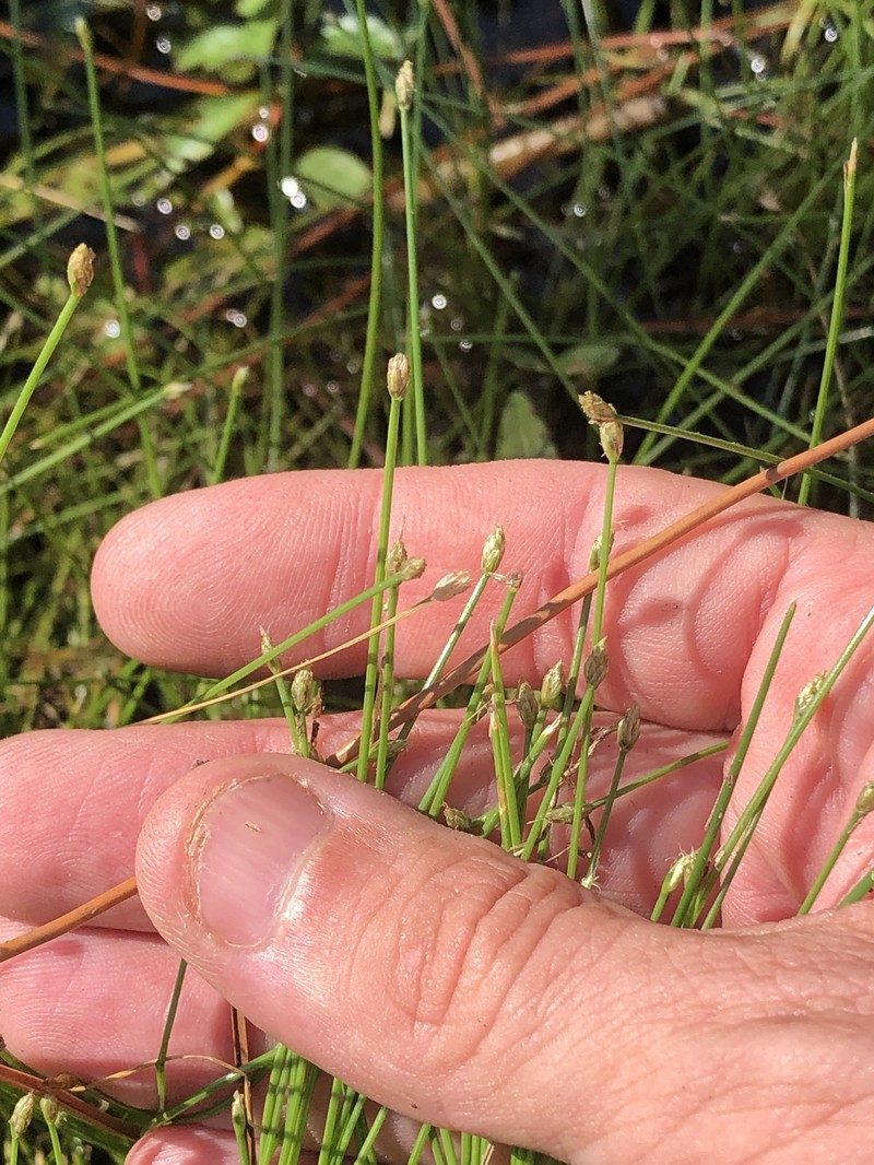 Eleocharis flavescens var. flavescens photo 4