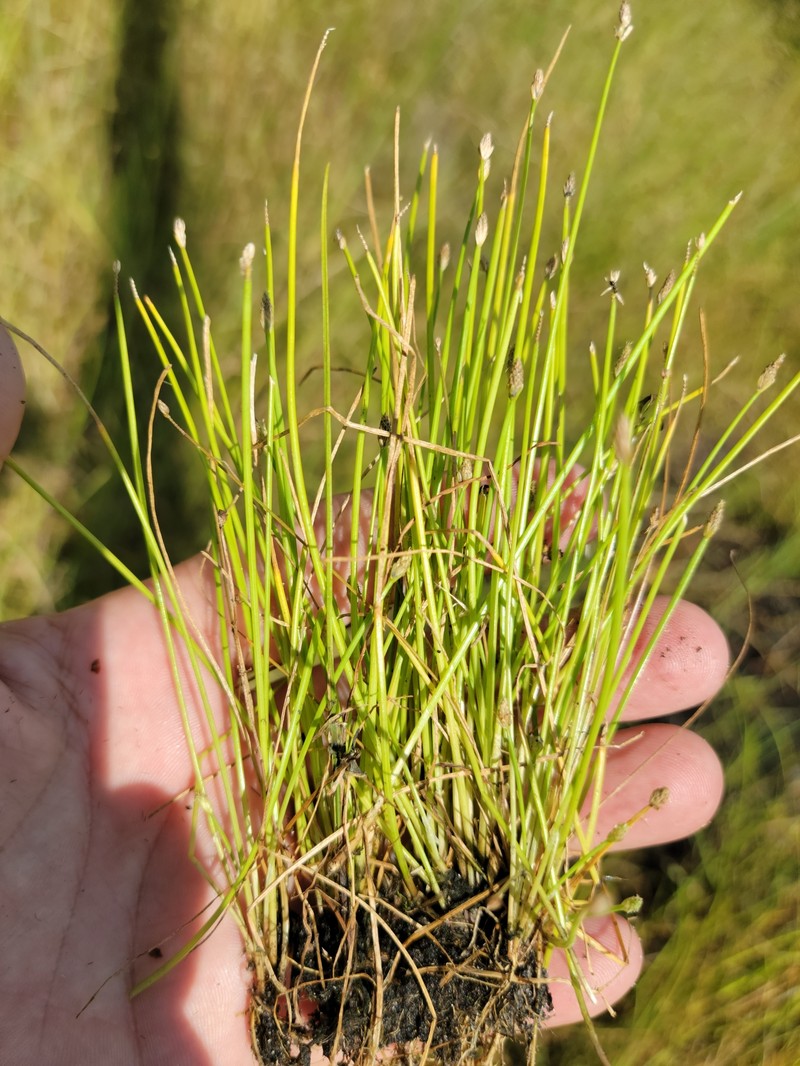 Eleocharis flavescens var. flavescens photo 5