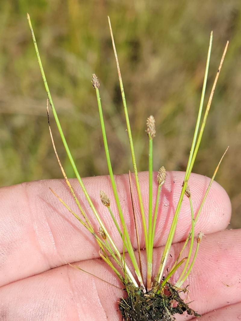 Eleocharis flavescens var. flavescens photo 6
