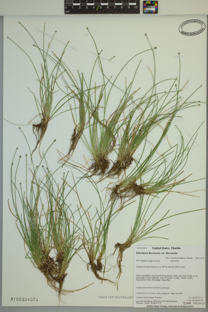 Eleocharis flavescens var. flavescens photo 7