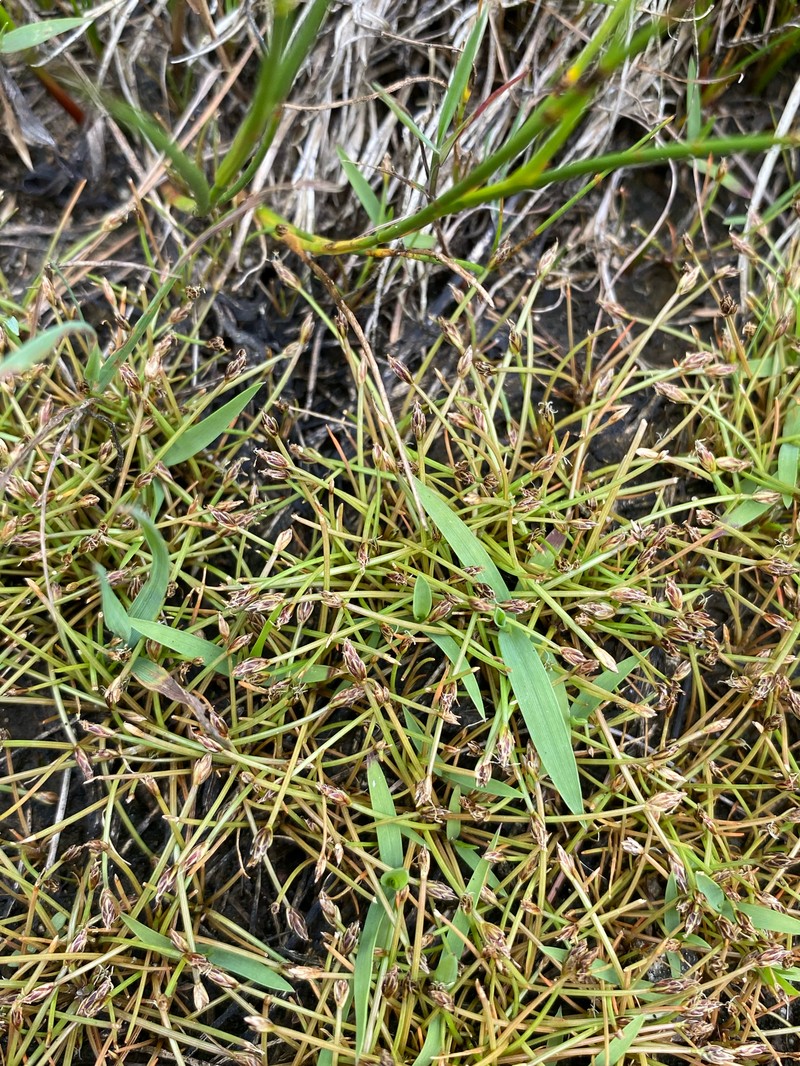Bright Green Spikerush