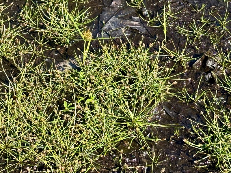 Bright Green Spikerush photo 6