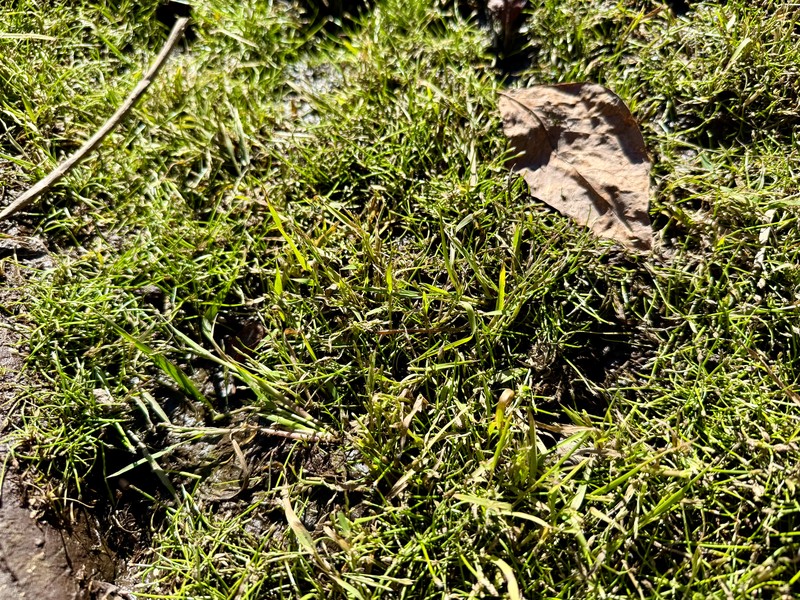 Bright Green Spikerush photo 8