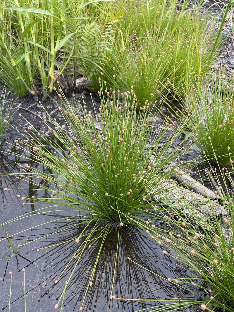 Canada Spikesedge