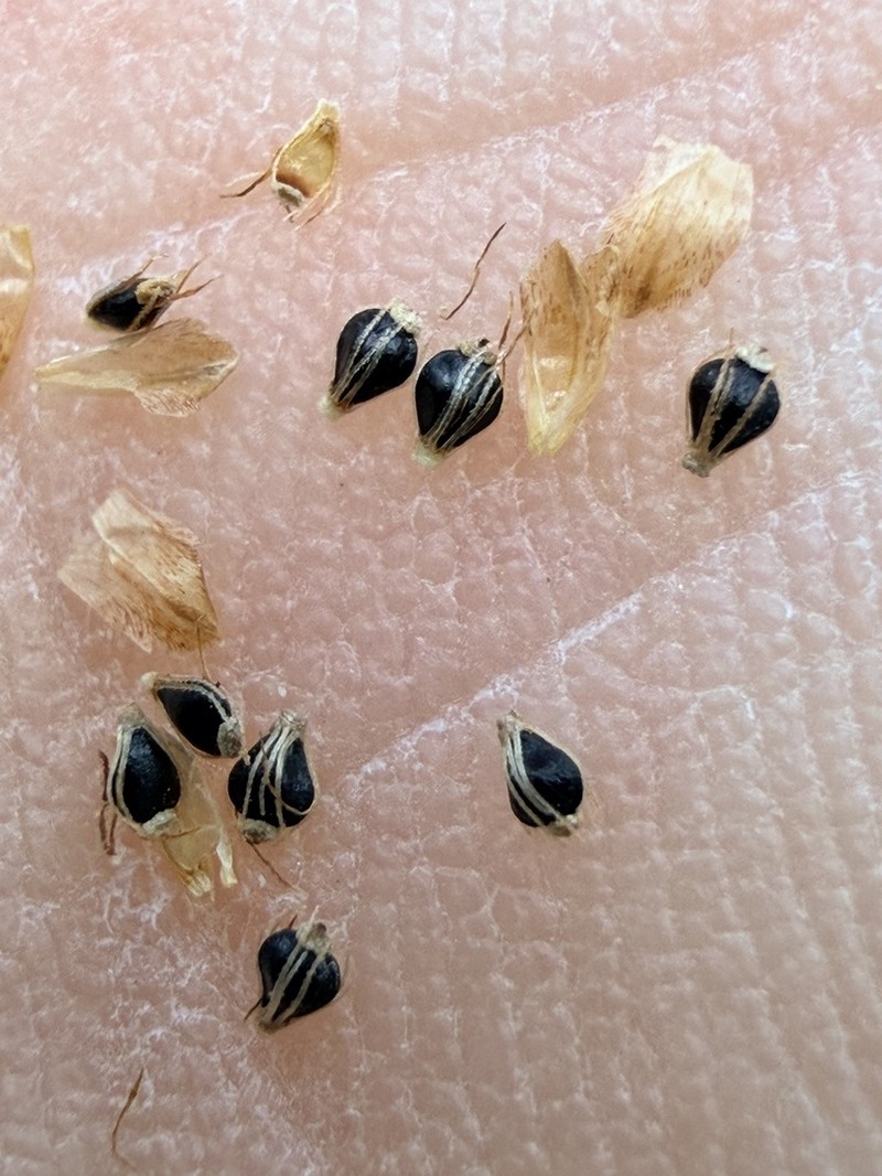 Canada Spikesedge photo 2