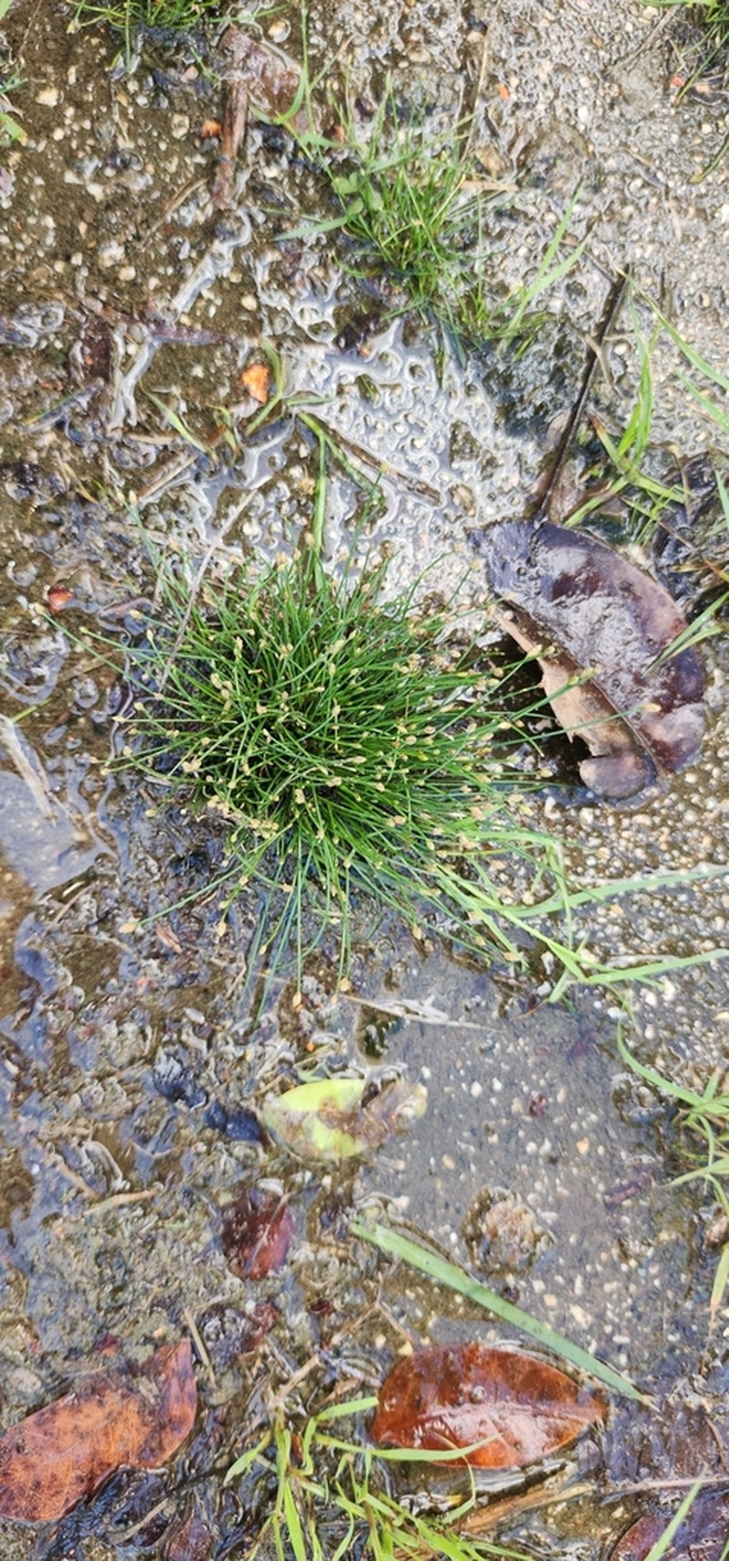 Canada Spikesedge photo 3