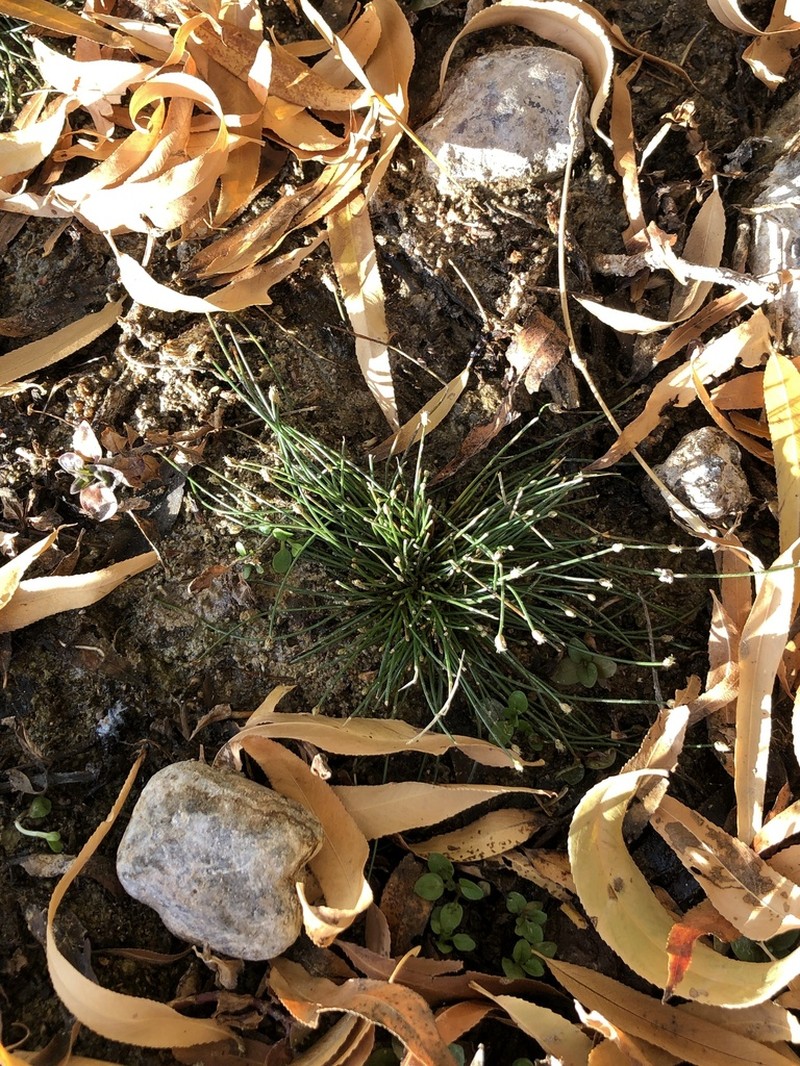 Canada Spikesedge photo 4