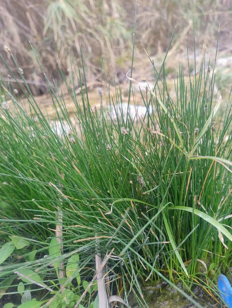 Canada Spikesedge photo 5