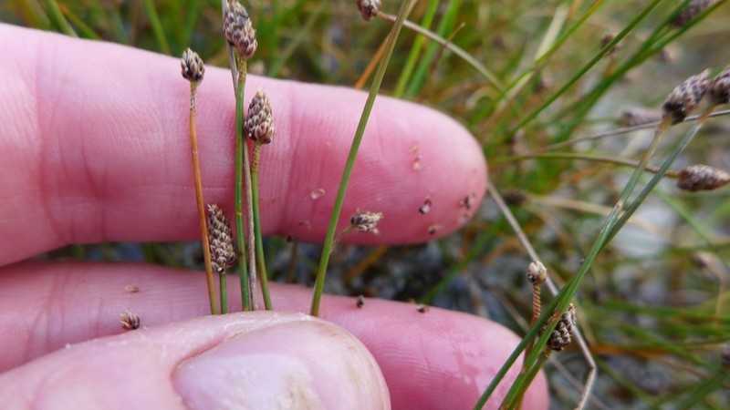 Canada Spikesedge photo 6