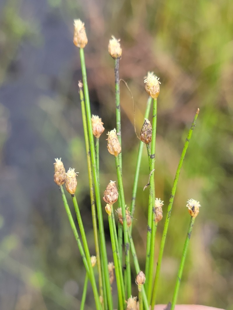 Canada Spikesedge photo 7