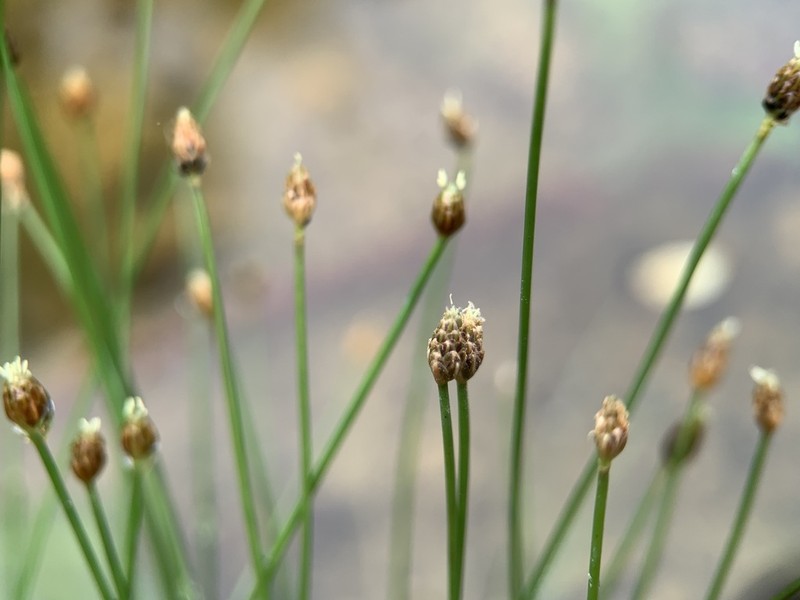 Canada Spikesedge photo 8