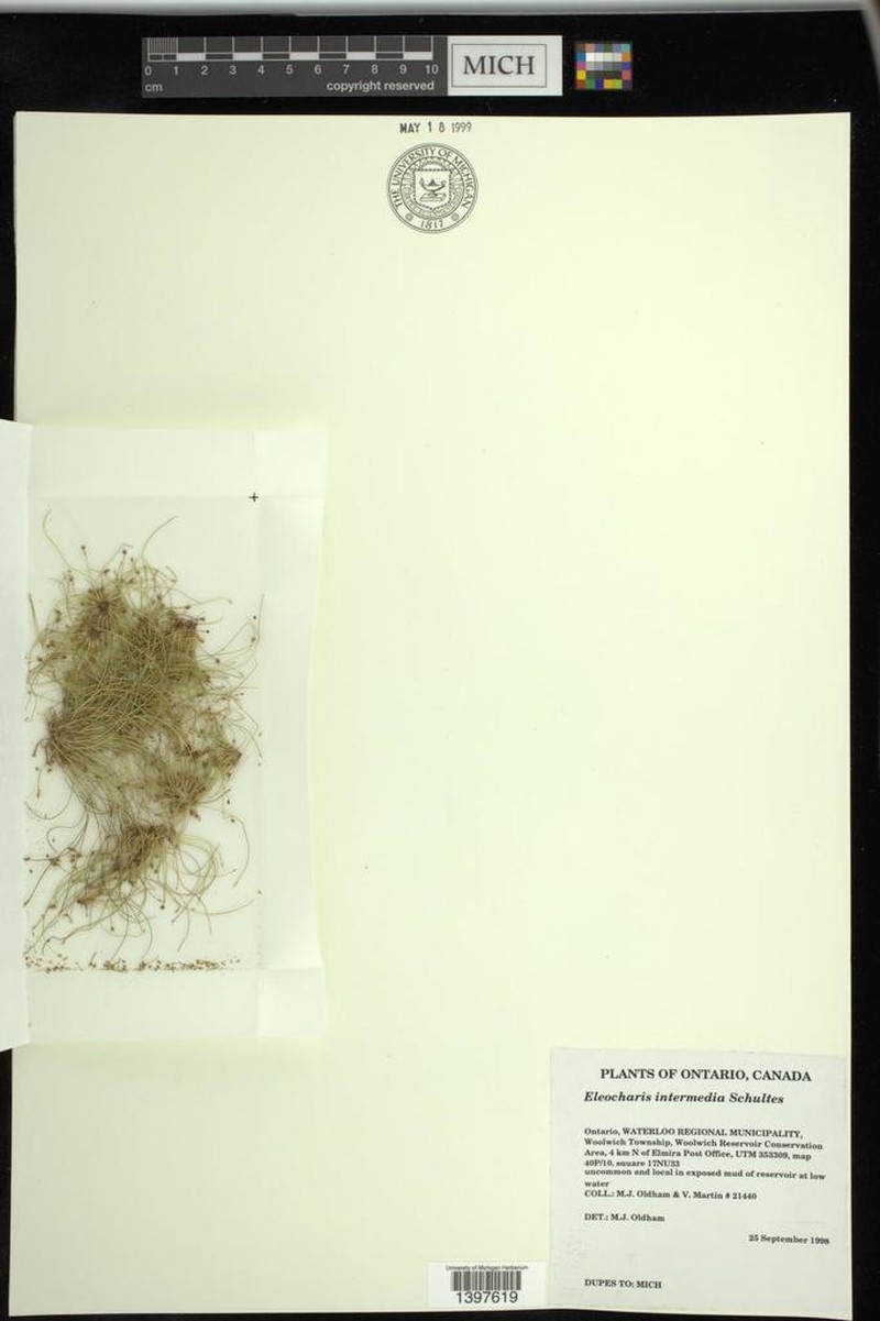 Matted Spikerush photo 3