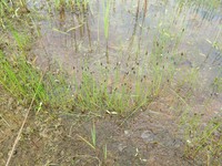 Kamchatka Spikerush