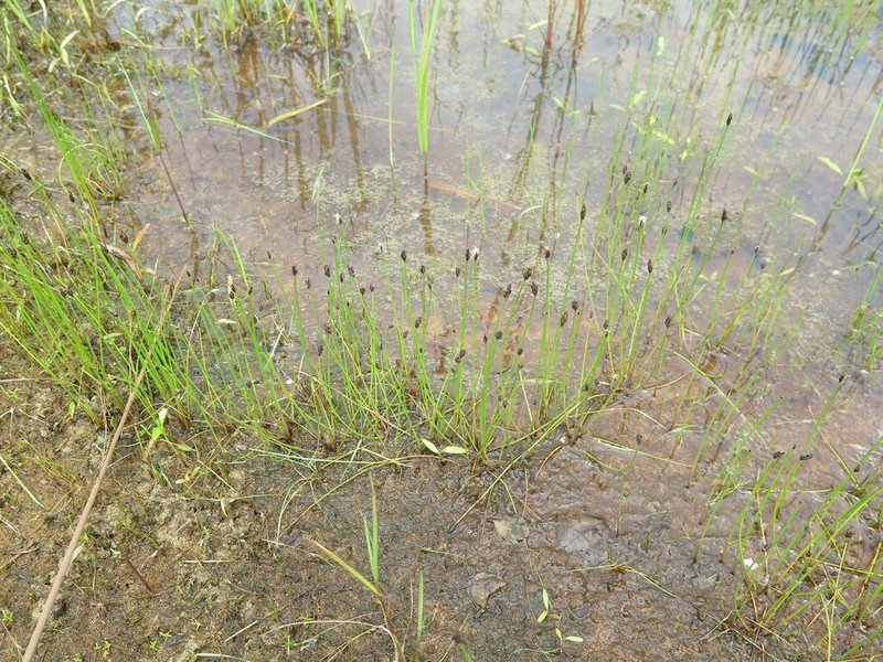 Kamchatka Spikerush