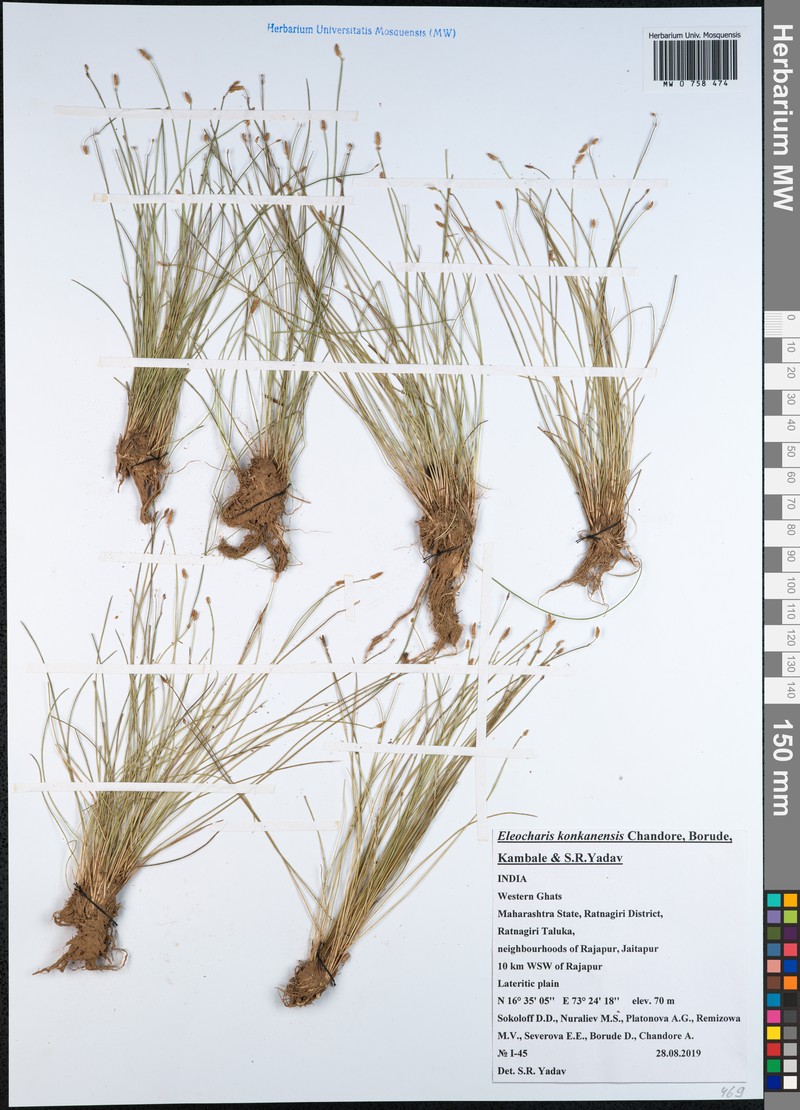 Eleocharis konkanensis