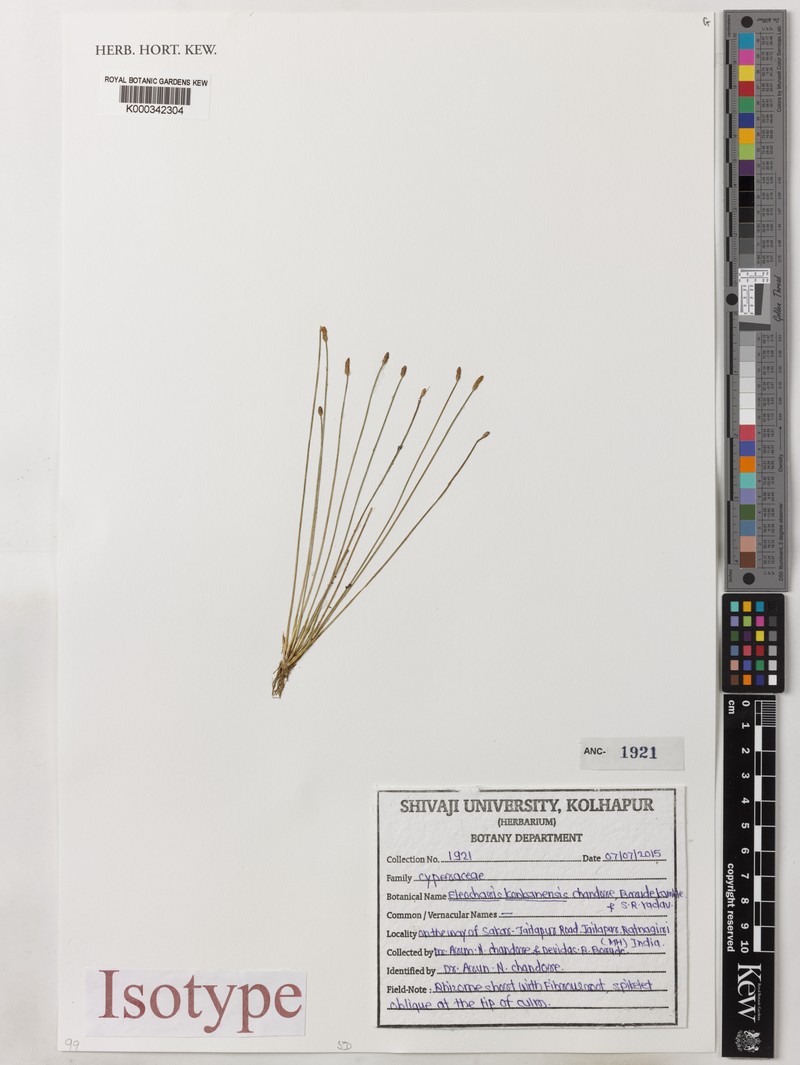Eleocharis konkanensis photo 2