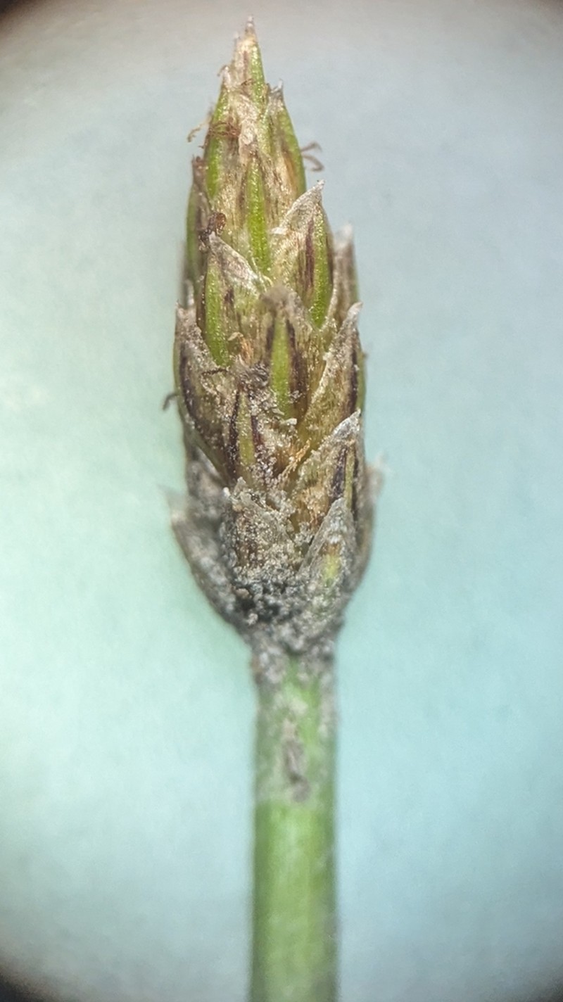 Daggerleaf Spikerush