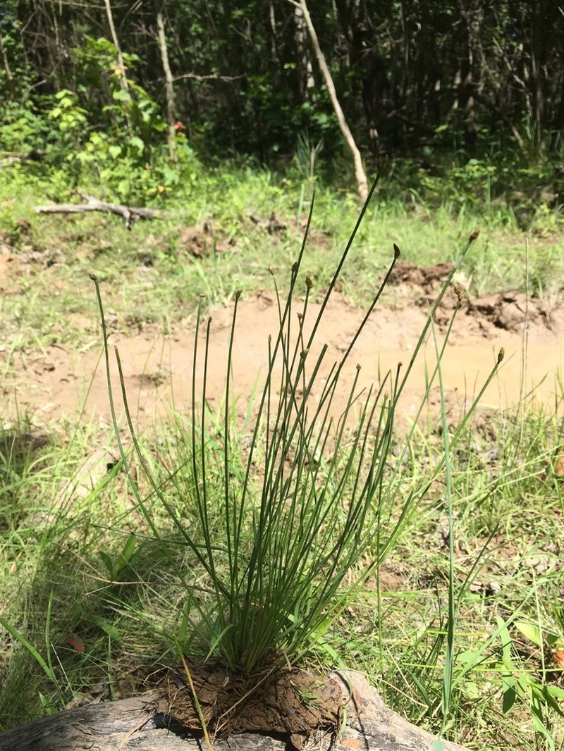 Daggerleaf Spikerush photo 2