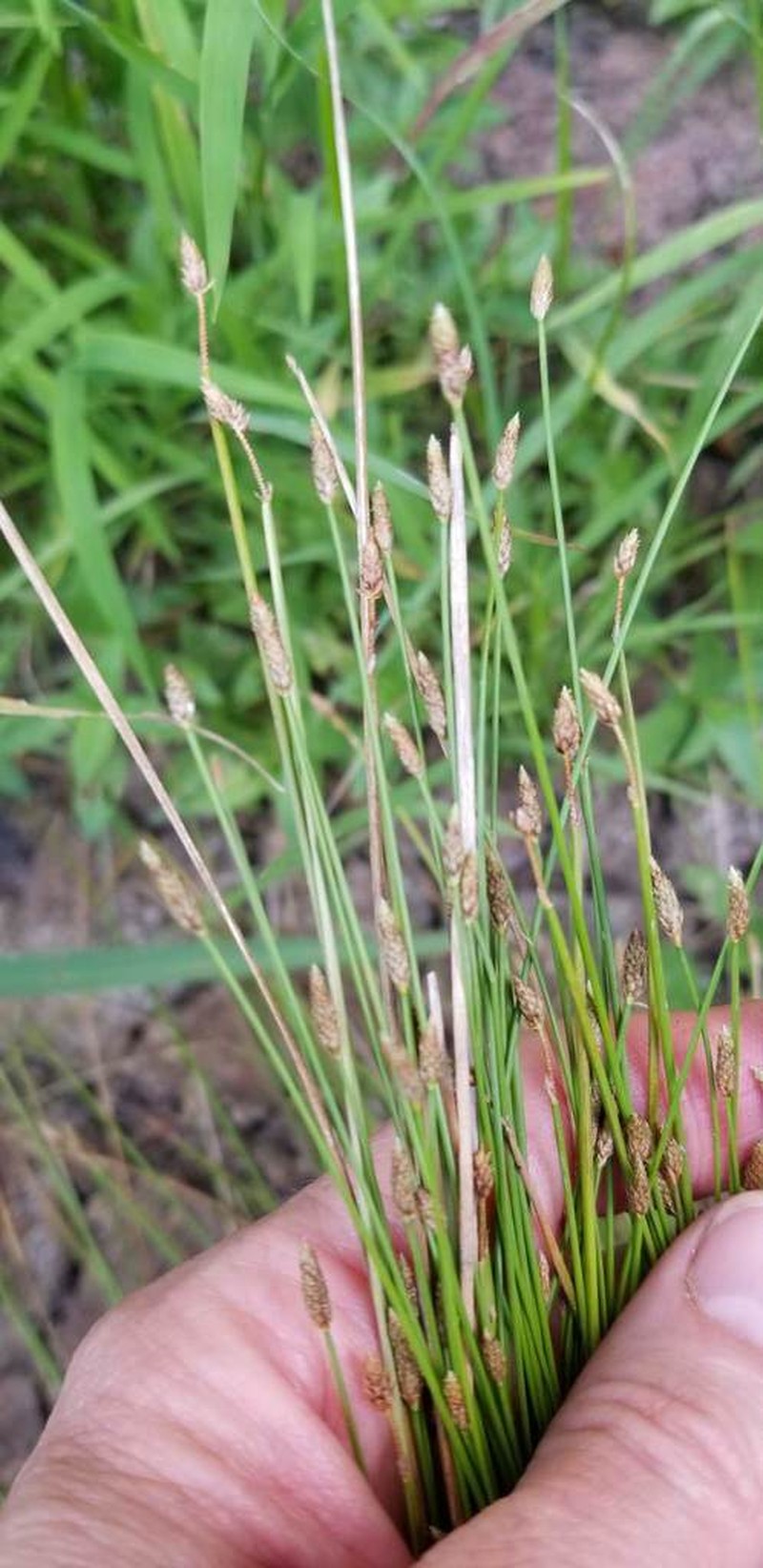 Daggerleaf Spikerush photo 4