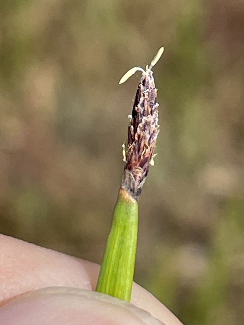 Pale Spikerush