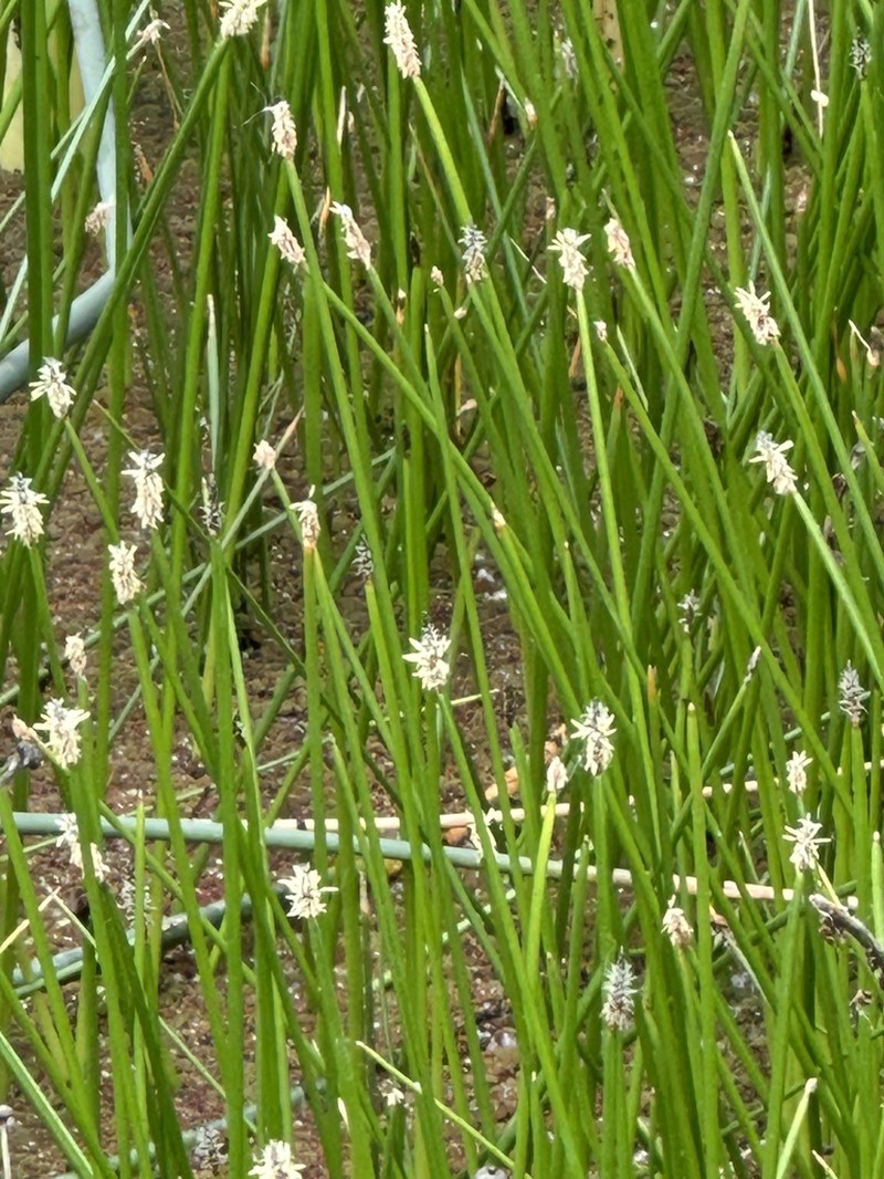 Pale Spikerush photo 2