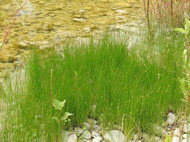 Pale Spikerush photo 5