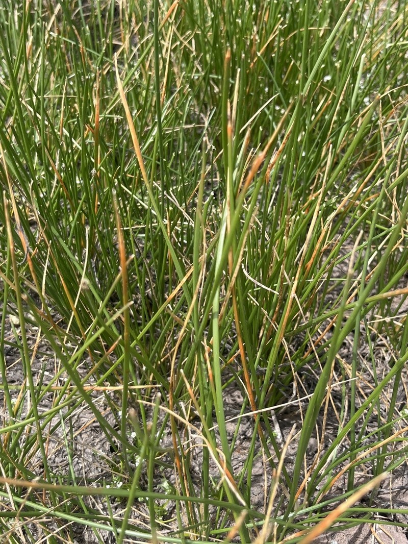 Pale Spikerush photo 8