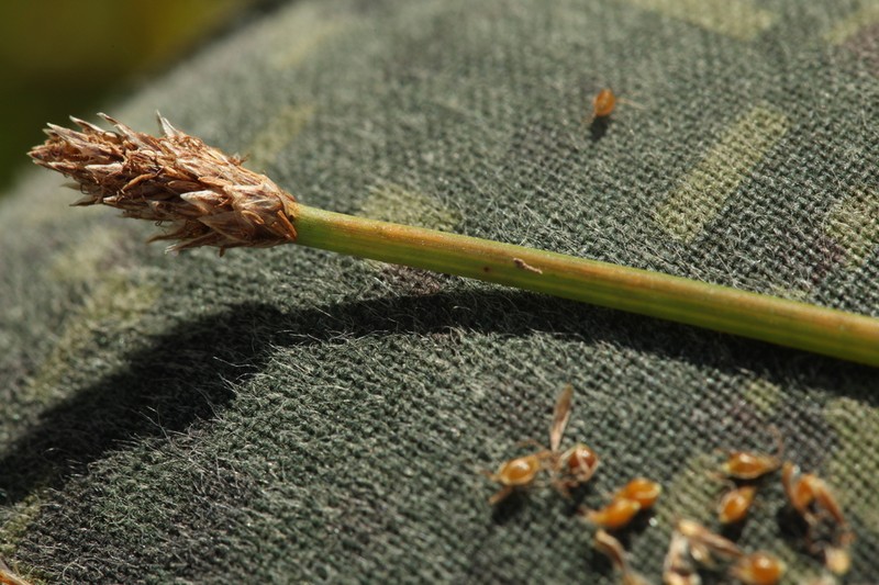 Soft-Stem Spikerush photo 2