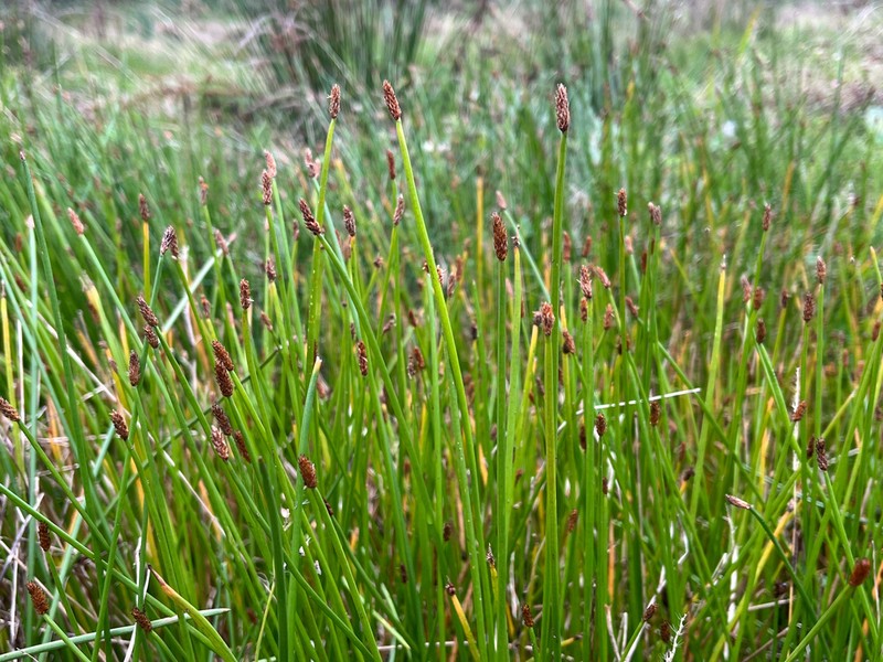 Soft-Stem Spikerush photo 5
