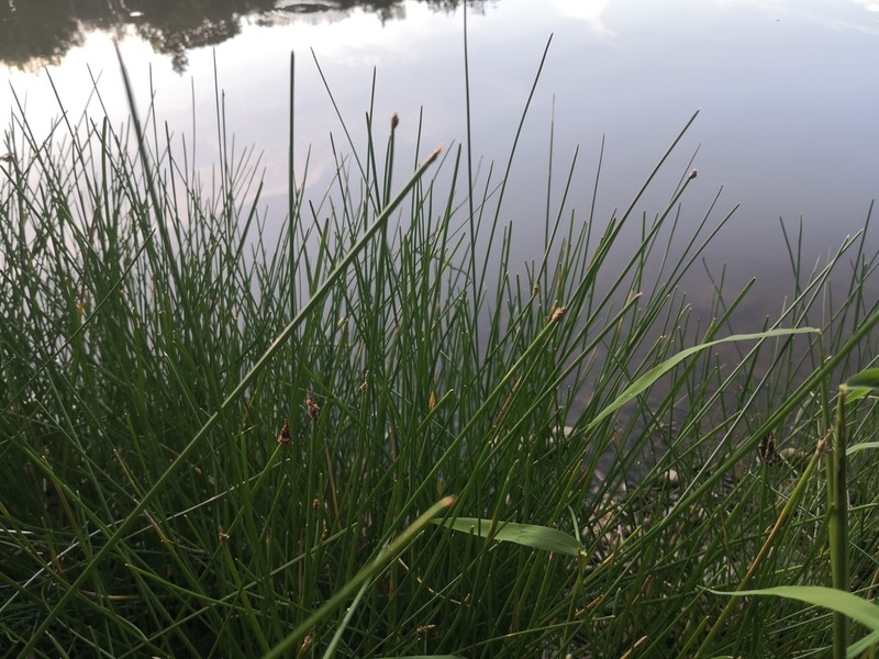 Soft-Stem Spikerush photo 6
