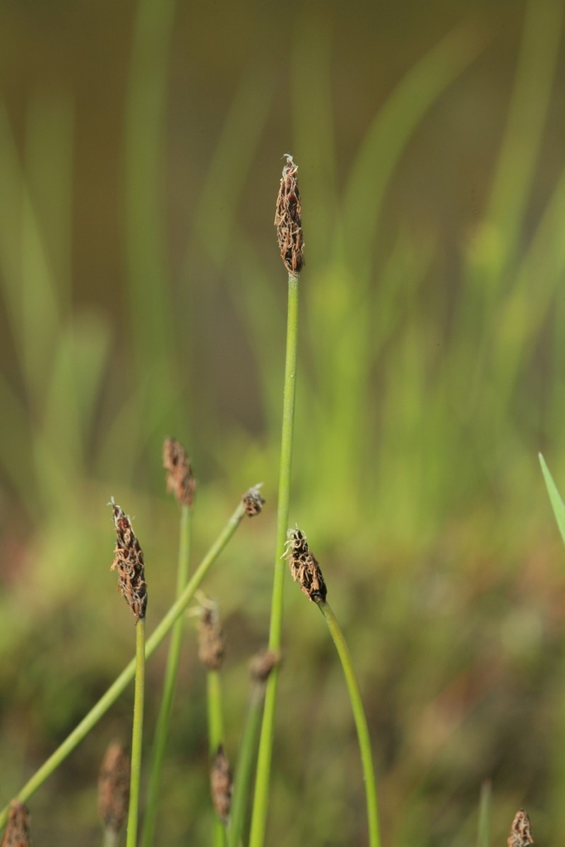 Soft-Stem Spikerush photo 8