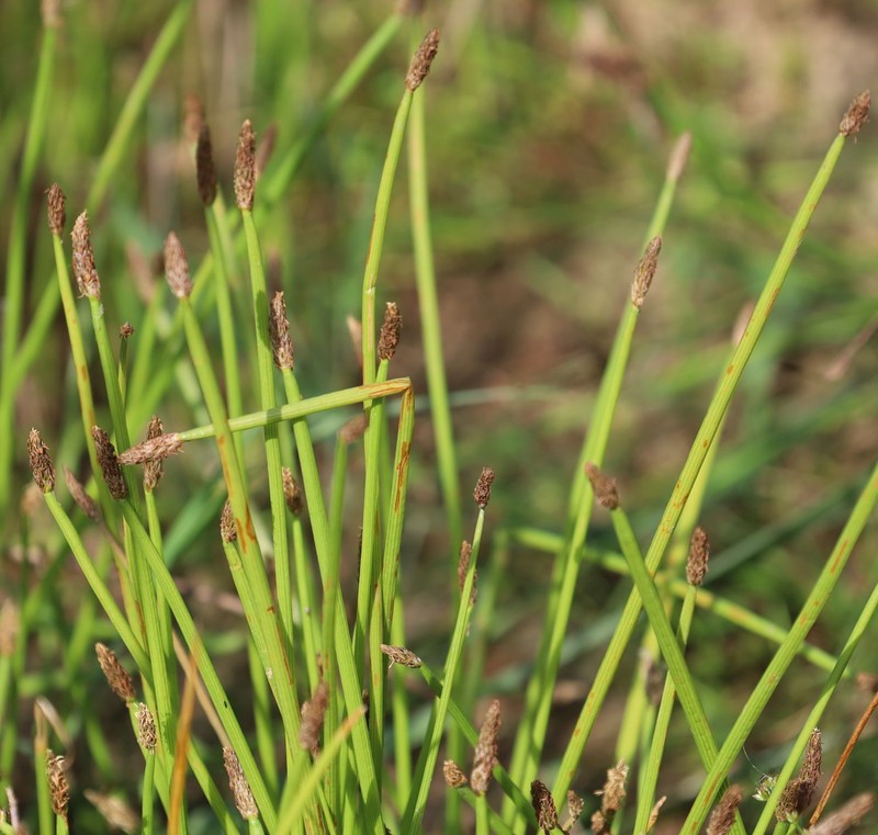 Eleocharis mamillata subsp. mamillata