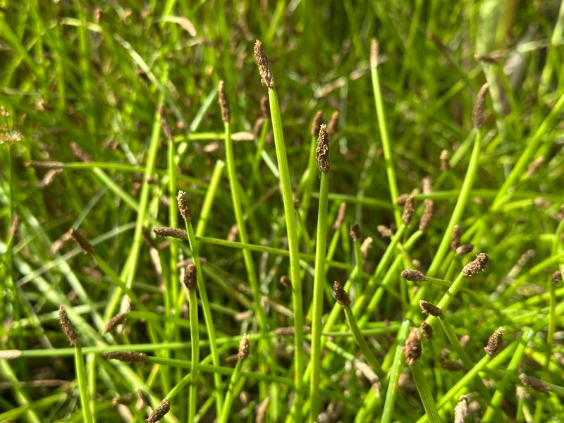 Eleocharis mamillata subsp. mamillata photo 2