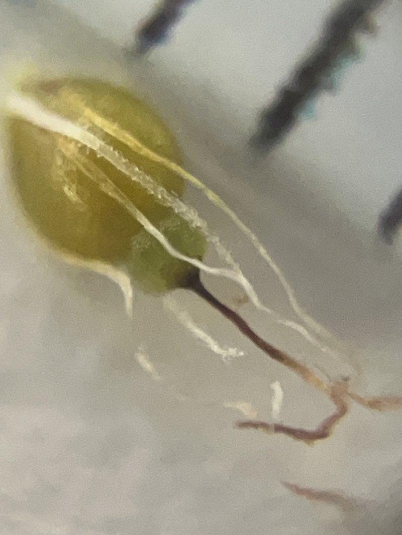 Eleocharis mamillata subsp. mamillata photo 3