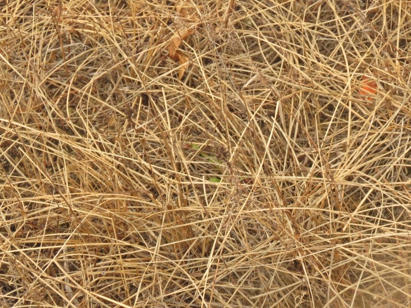 Blackfruit Spikerush photo 8