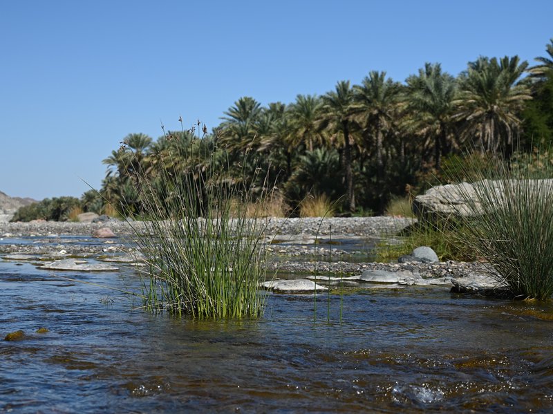 Eleocharis melanostachys photo 3