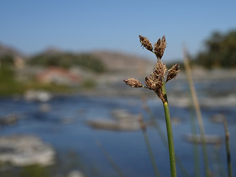 Eleocharis melanostachys photo 4