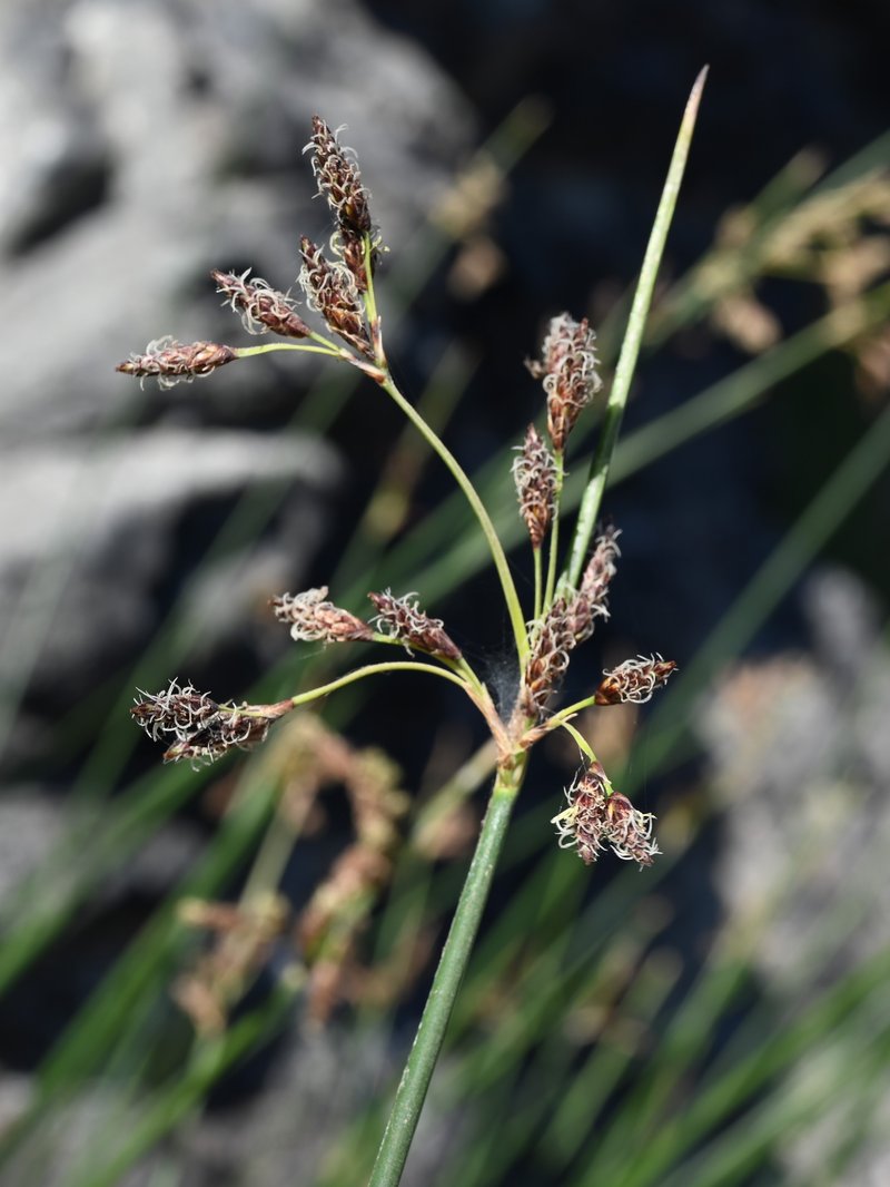 Eleocharis melanostachys photo 6